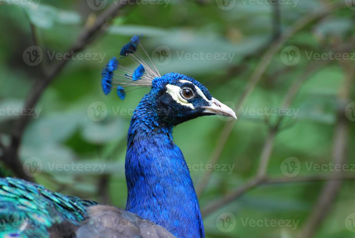 olhar de perto para o rosto de um pavão foto