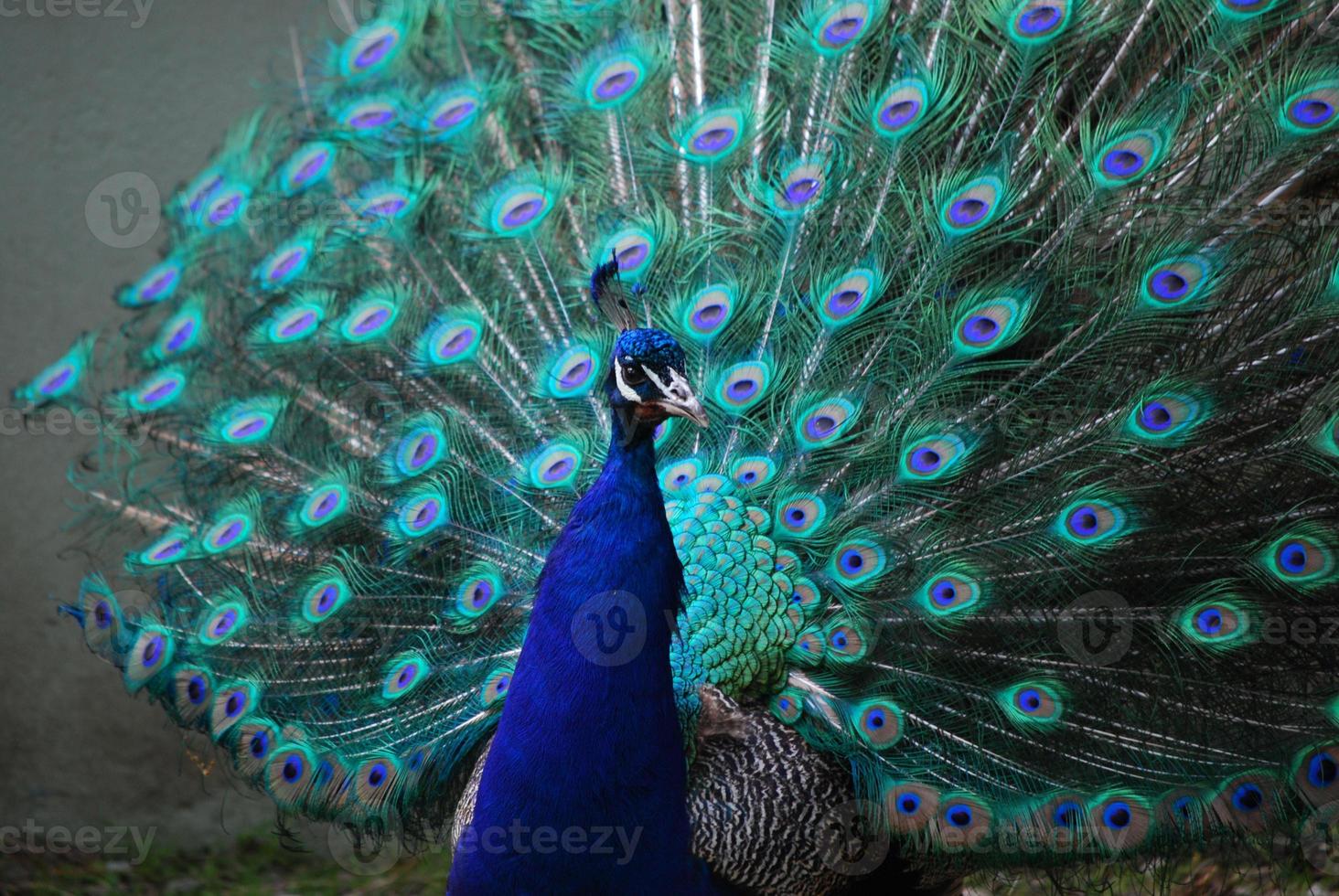 um pavão com sua pena expandida foto