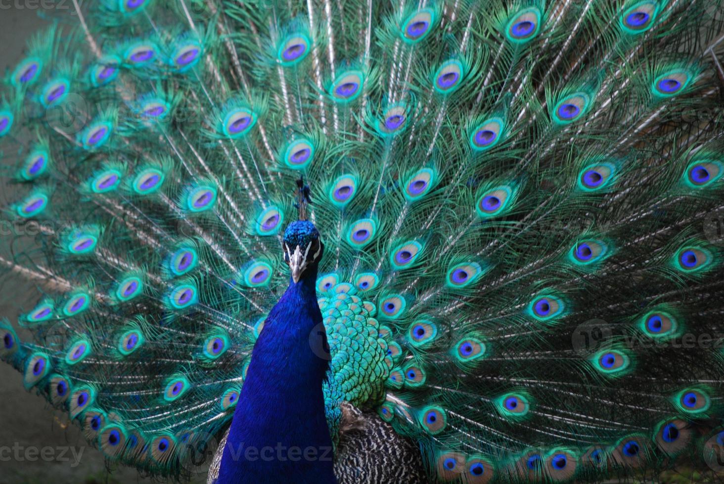 linda plumagem de pavão azul foto