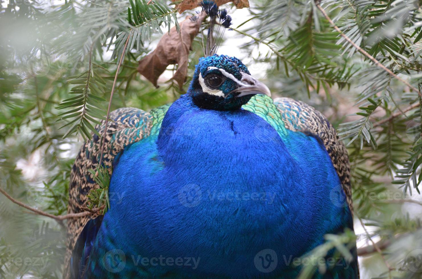 empoleirar pavão azul foto