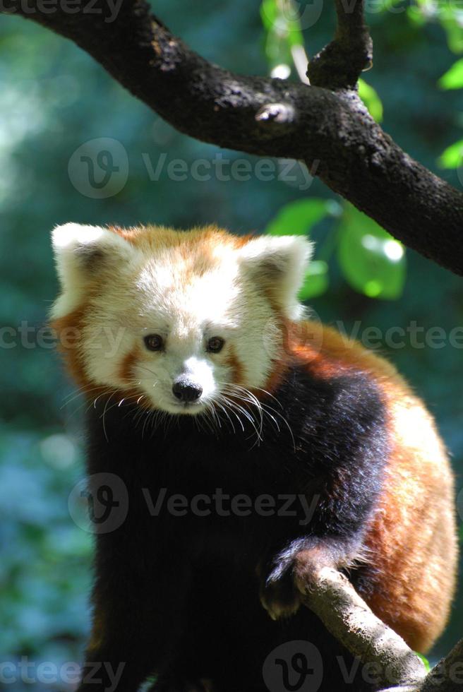 adorável urso panda menor foto