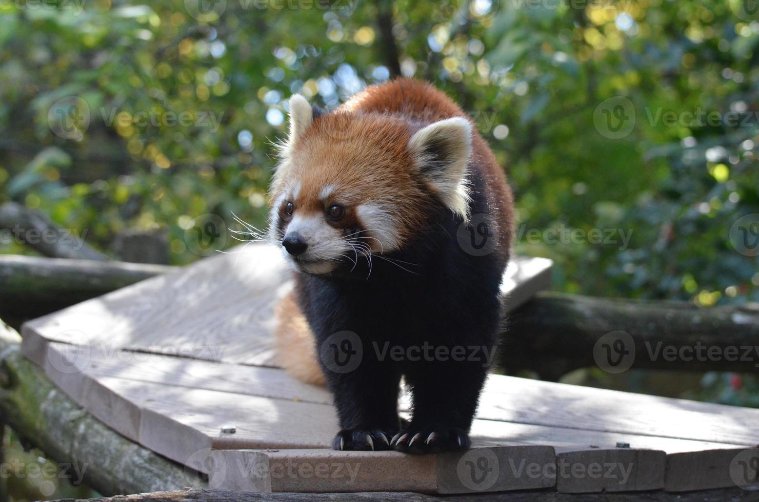 urso-gato vermelho muito fofo foto