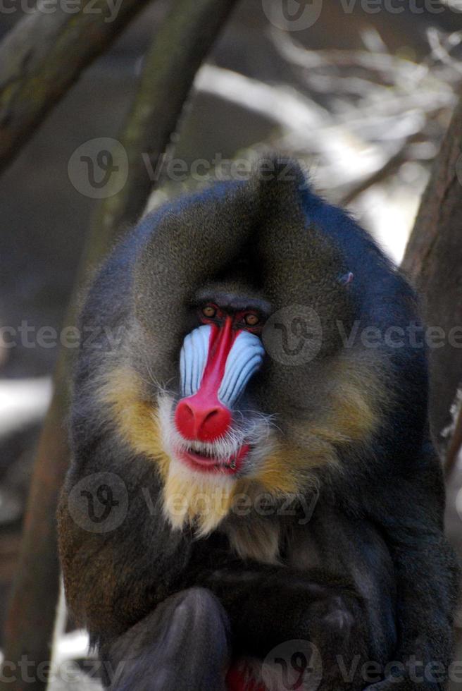 grande macaco mandril adulto com ótima coloração foto