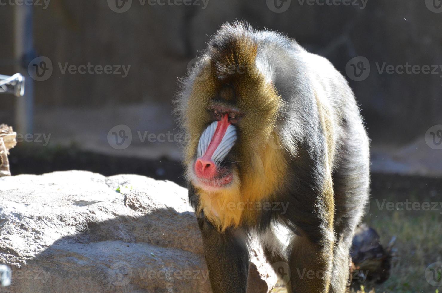 absolutamente lindo macaco mandril adulto com coloração fantástica foto