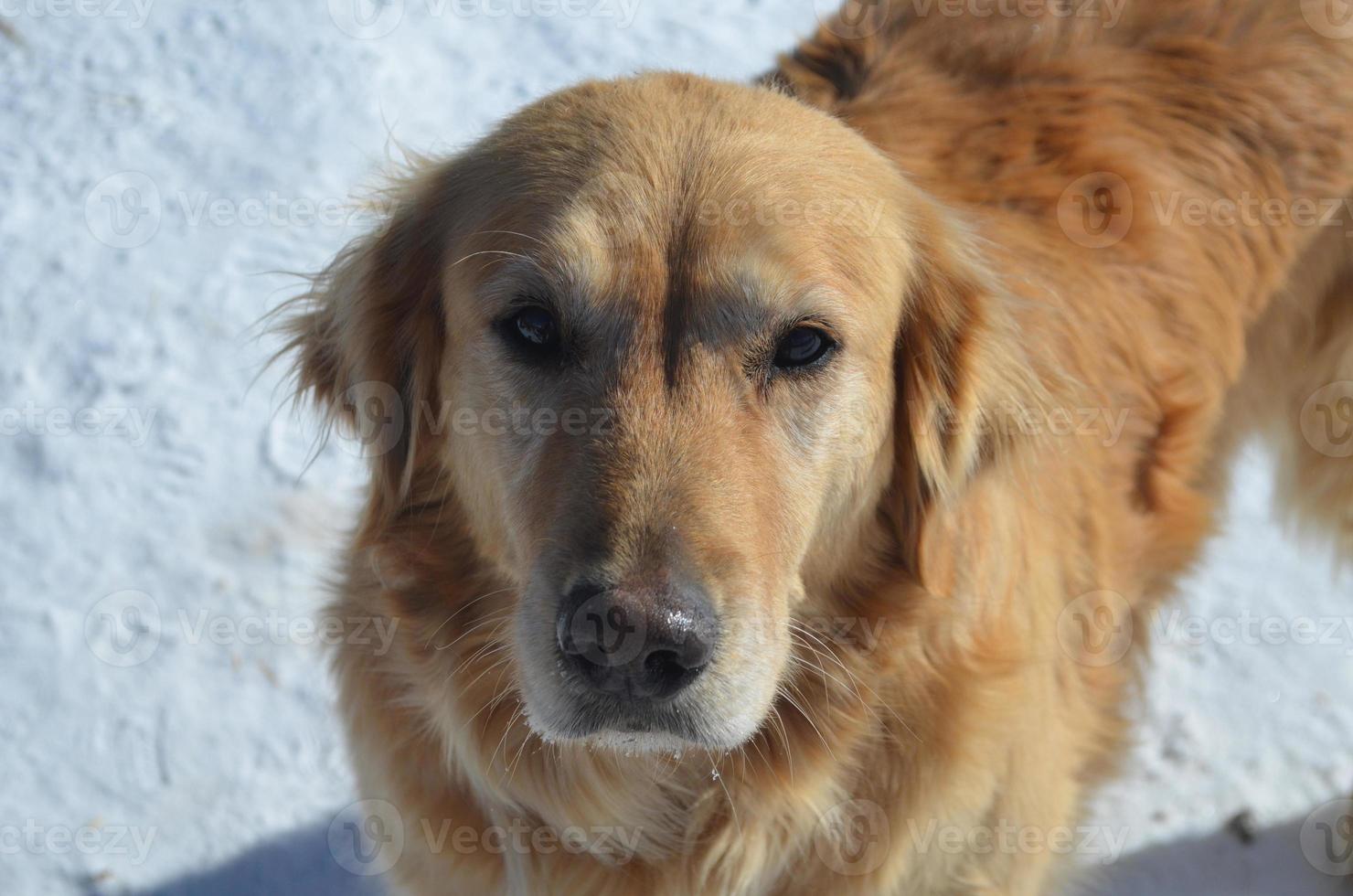 lindo cachorro golden retriever foto