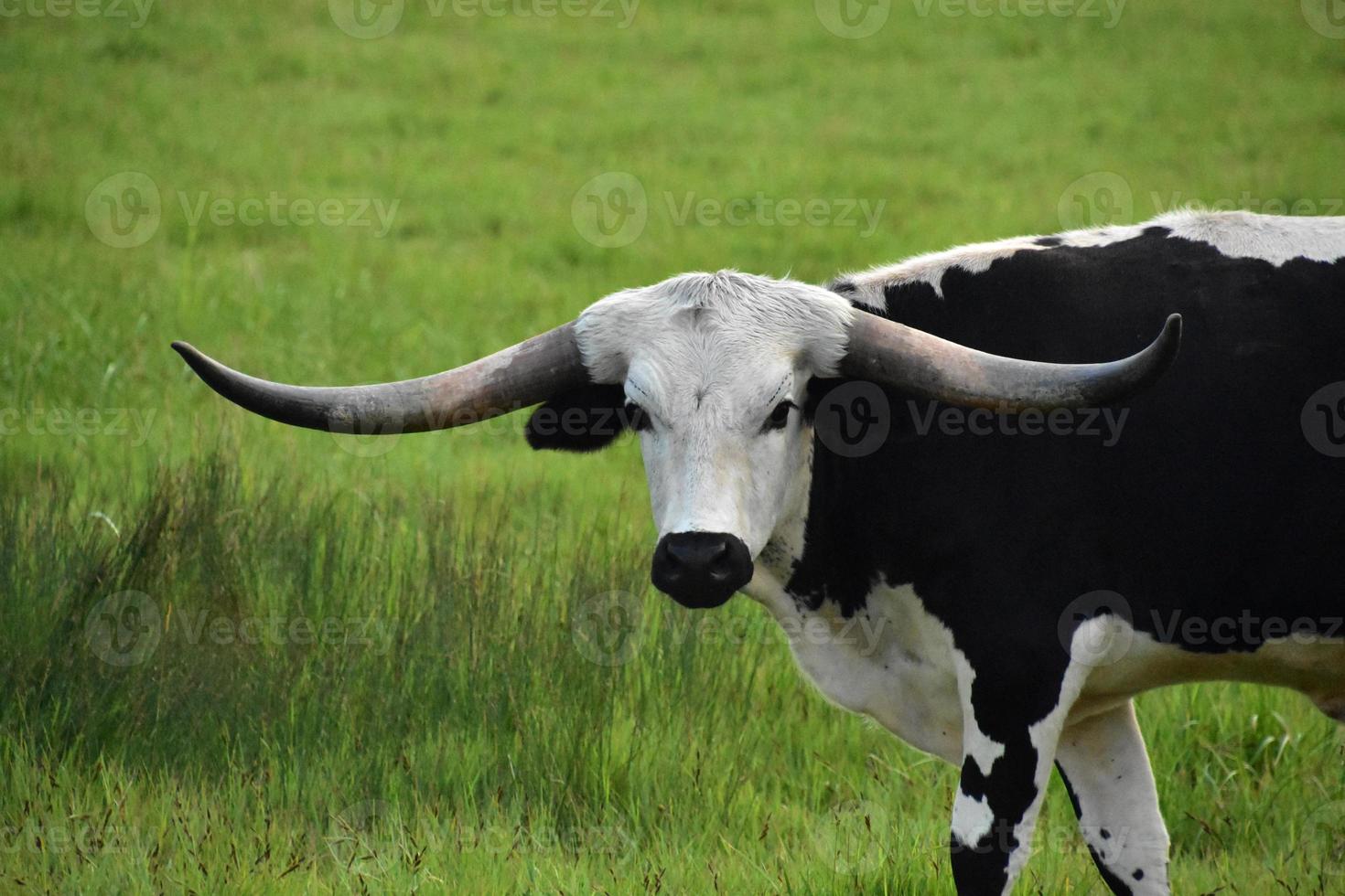 rosto fantástico de um boi longhorn branco e preto foto