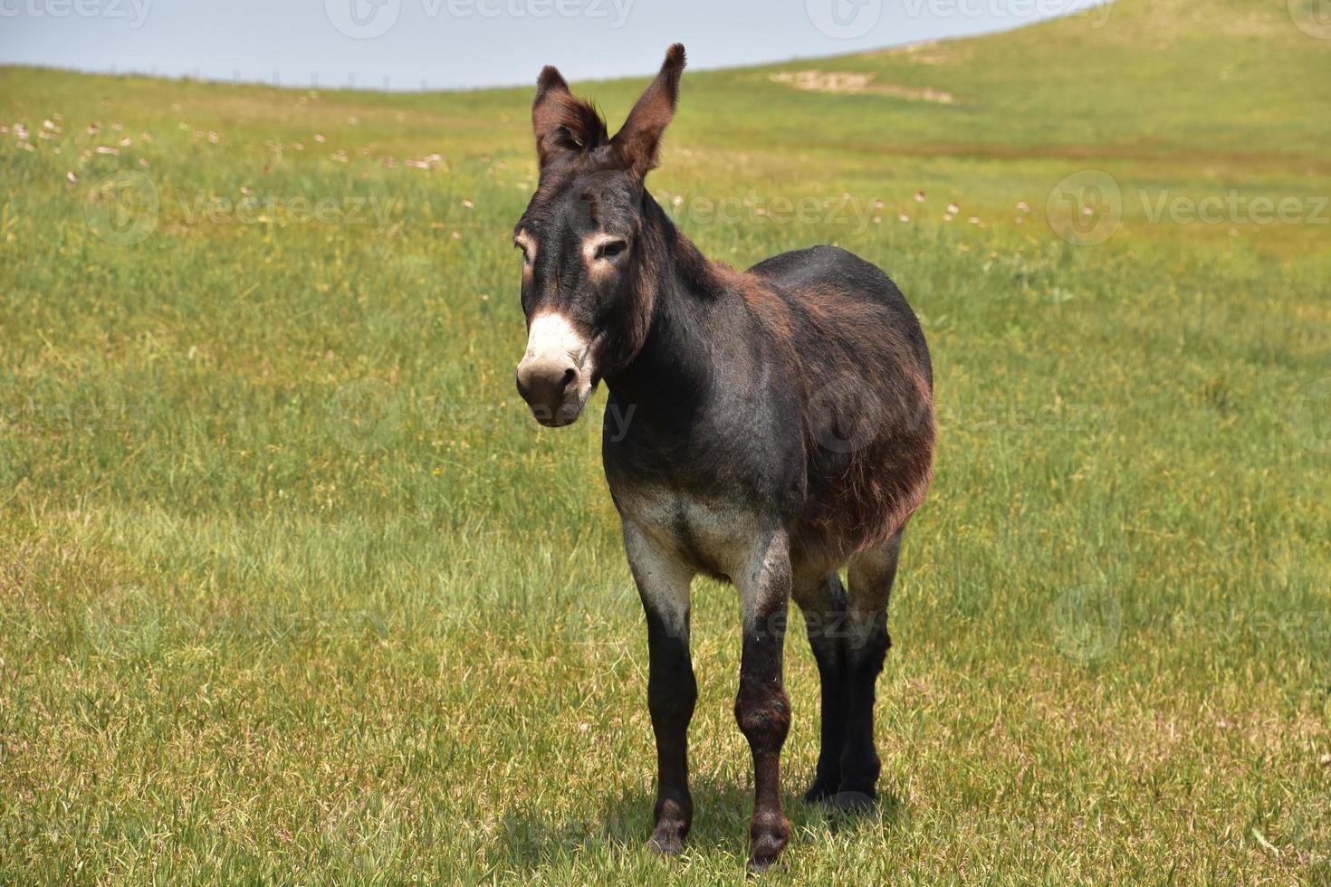 burro solitário em pé em um prado de grama foto