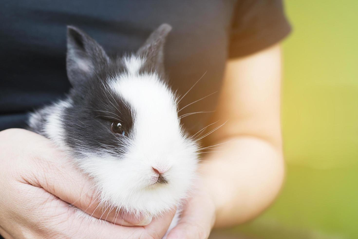 lindo bebê coelho tailandês de 2 semanas na mão da senhora foto