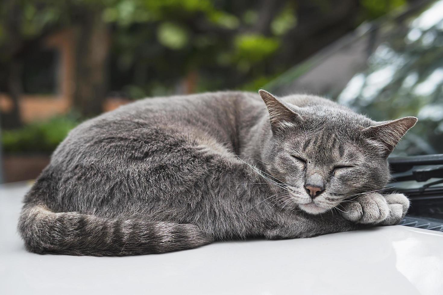 adorável gato adormecido animal de estimação tailandês tira uma soneca em um carro - conceito de animal doméstico foto