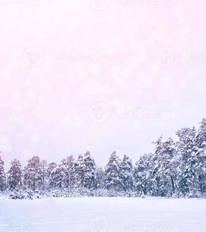 floresta de inverno congelado com árvores cobertas de neve. foto