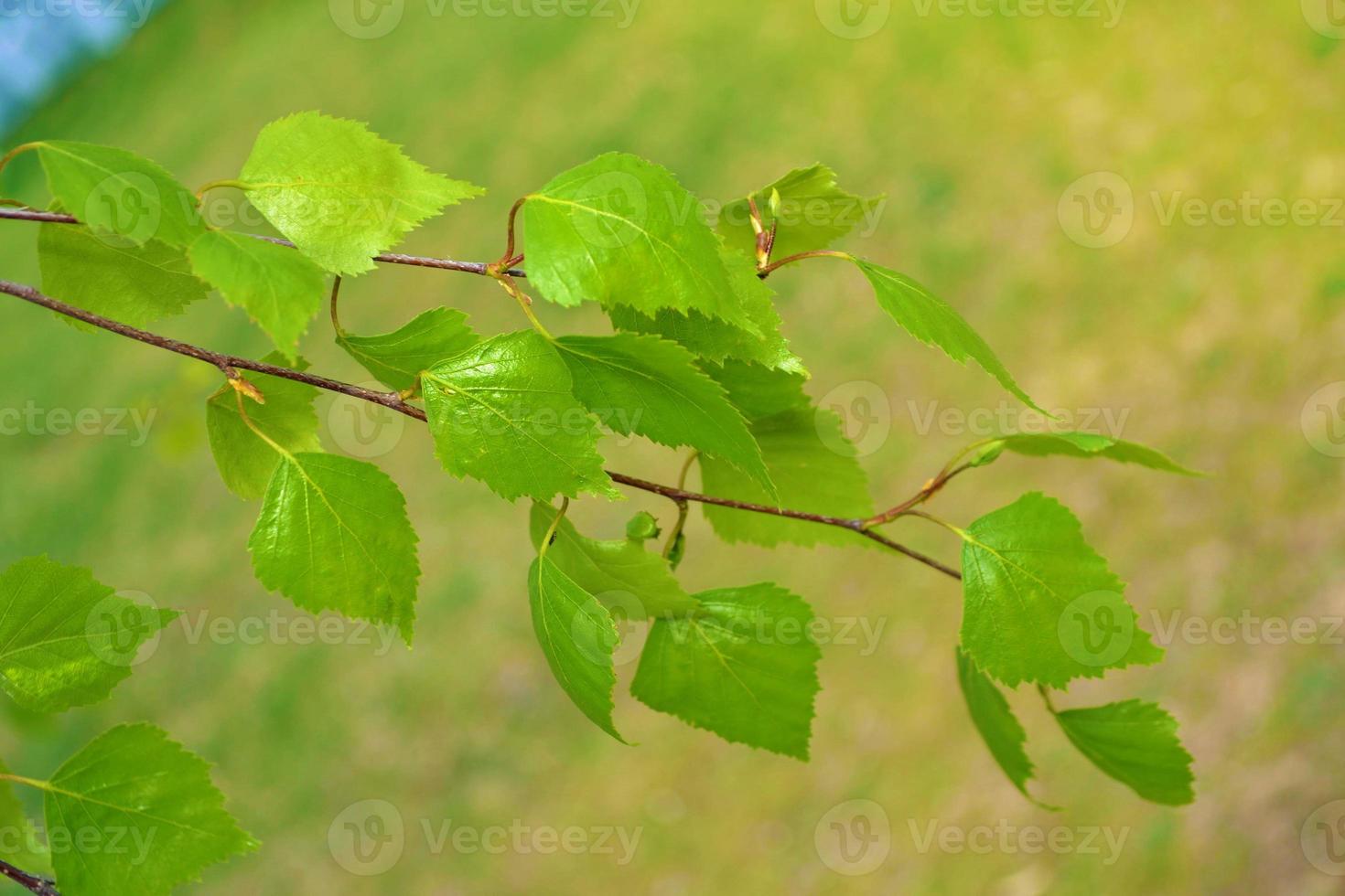 fundo natural. fundo de primavera com folhagem de bétula fresca brilhante na luz solar foto