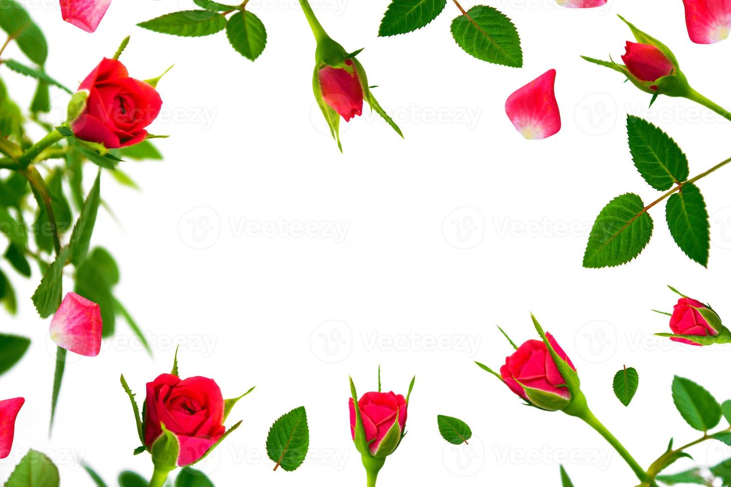 flor colorida brilhante rosa foto