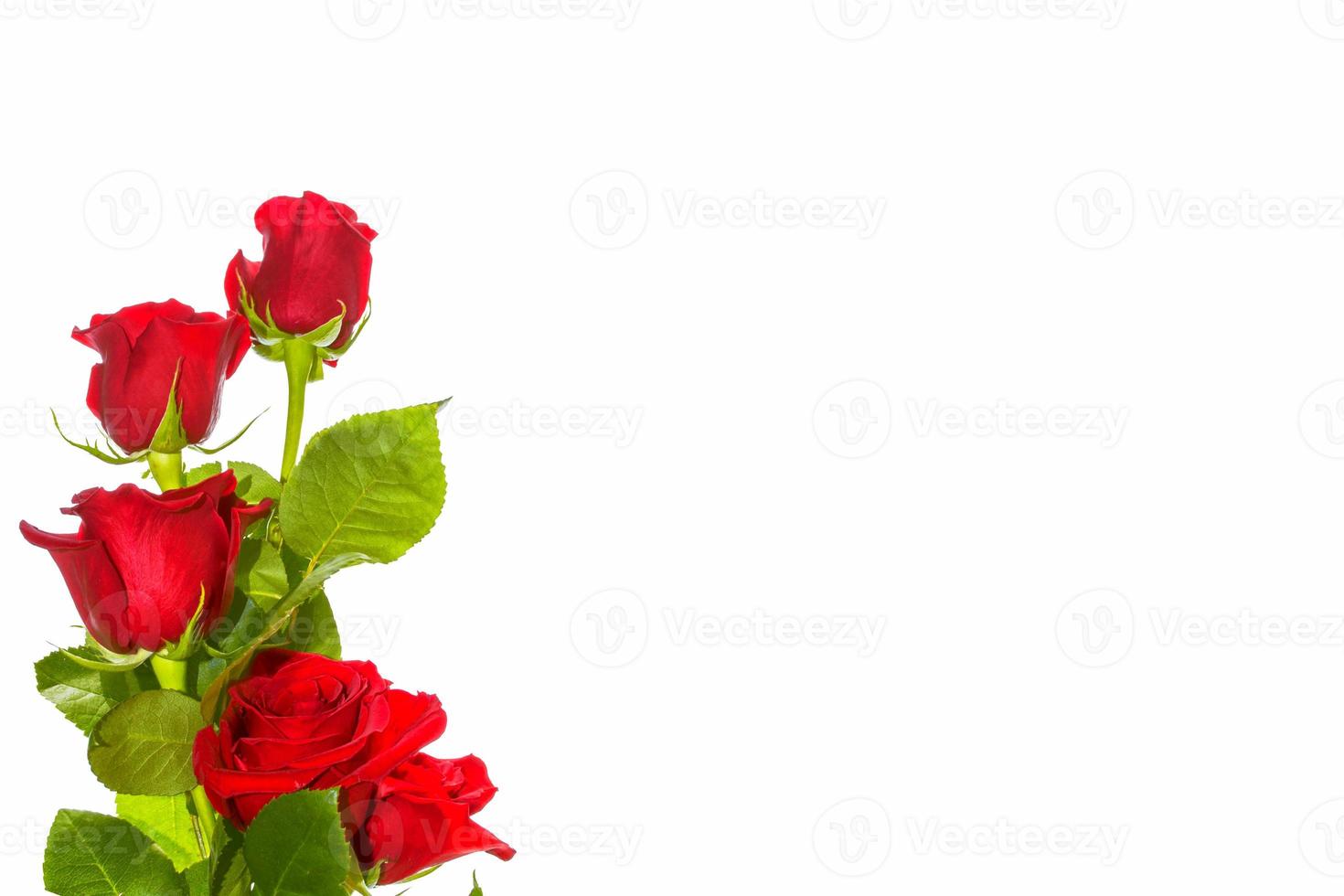 rosas em botão de flor em um fundo branco foto