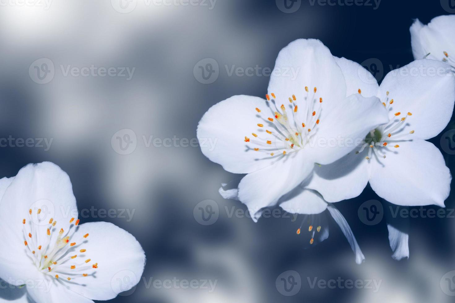 jasmim branco o ramo delicadas flores da primavera foto