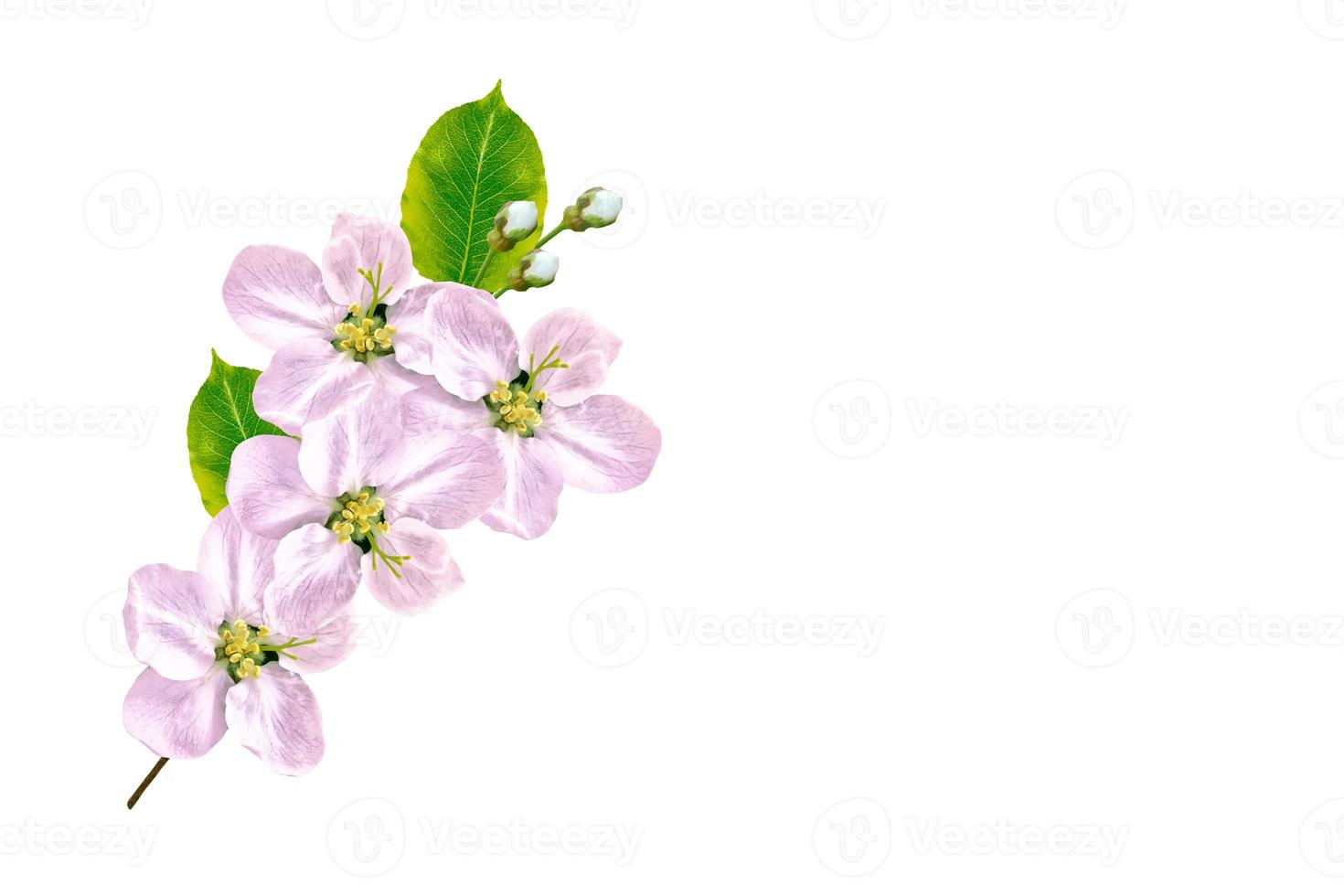 ramo de floração de cereja isolado em um fundo branco. foto