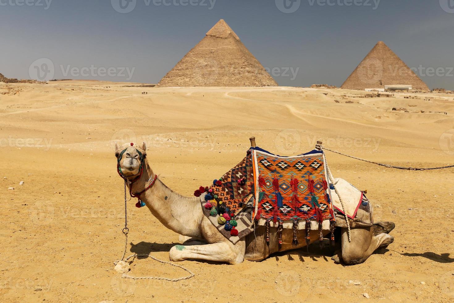 camelos no complexo da pirâmide de gizé, cairo, egito foto