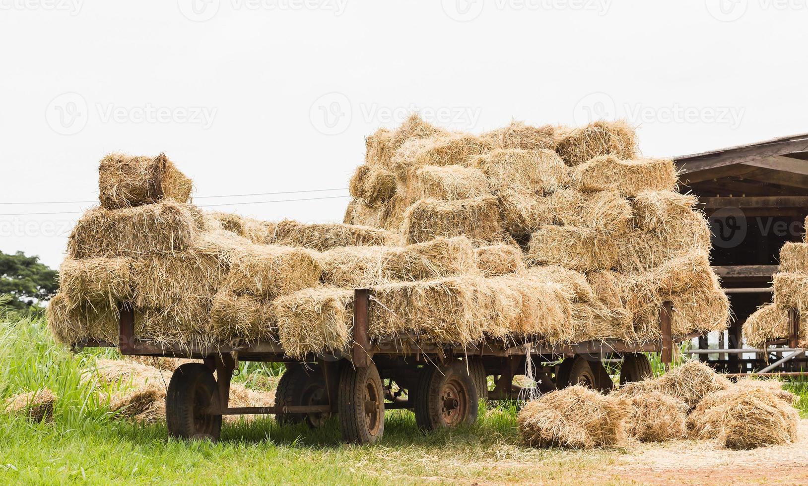 carroça de feno na fazenda foto