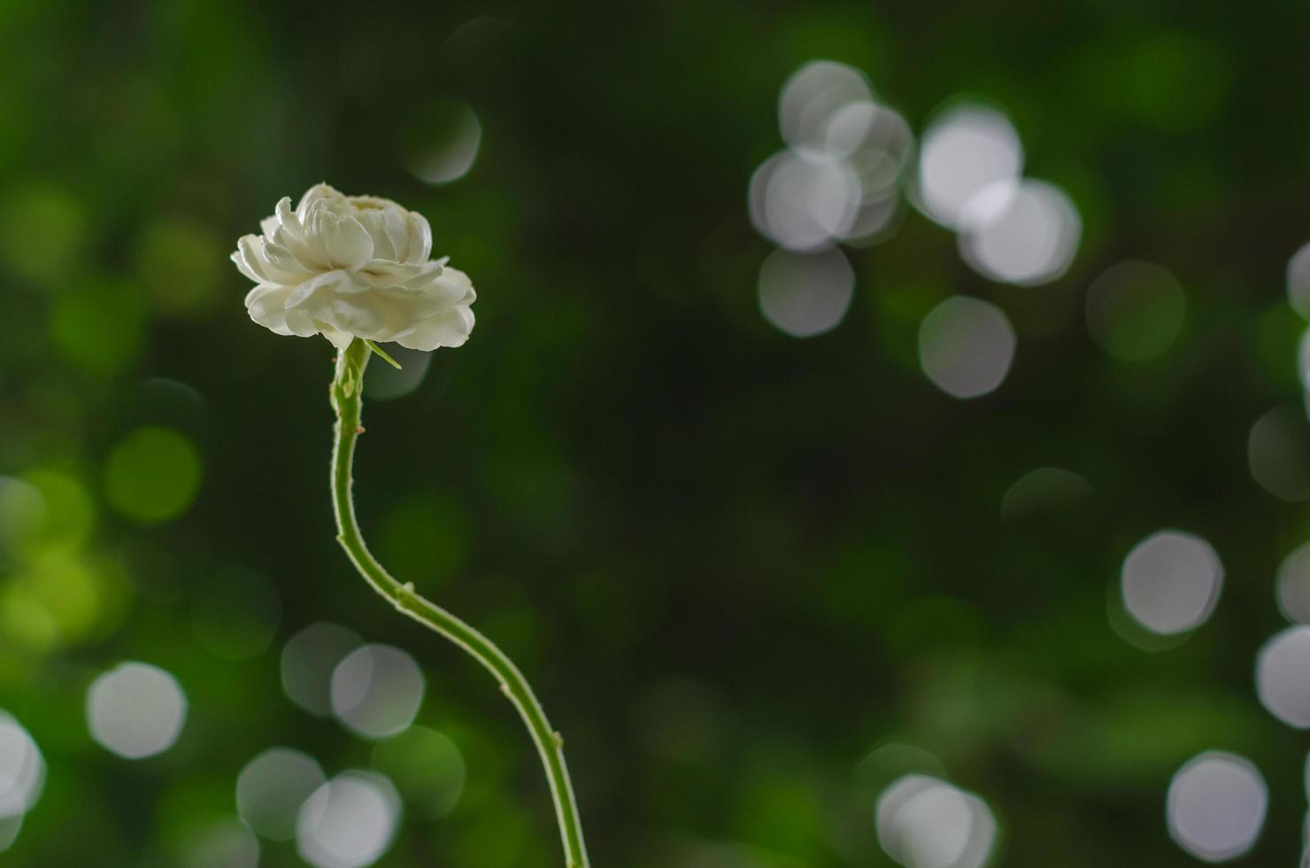 flor de jasmim de tailândia branca fresca com fundo colorido bokeh para o conceito de dia das mães na tailândia em agosto. foto