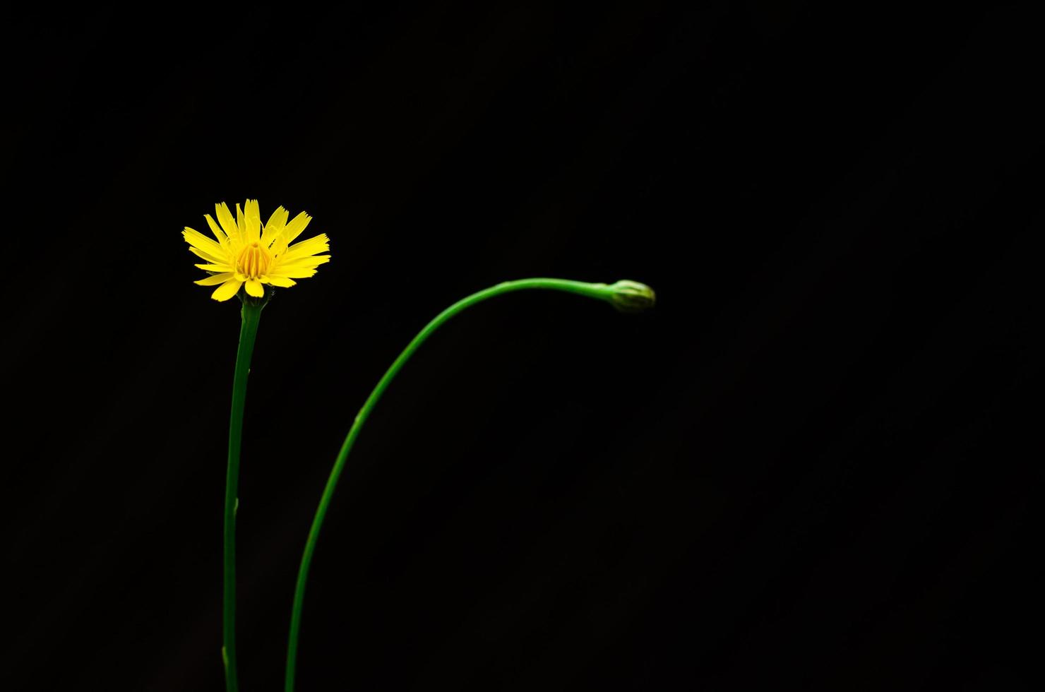 cor amarela da flor dente-de-leão isolada em fundo escuro com espaço para texto. foto