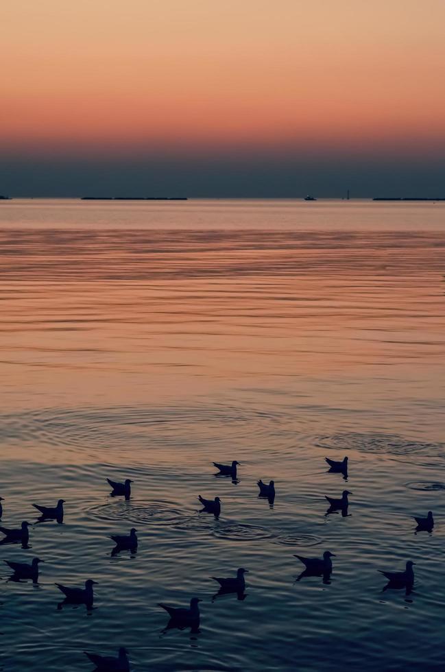 silhueta de gaivotas nadando no mar quando o momento do pôr do sol. foto