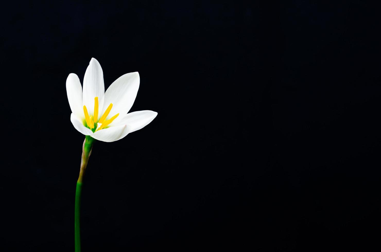 flor de lírio de chuva de cor branca florescendo na estação das chuvas em fundo escuro com espaço para texto. foto