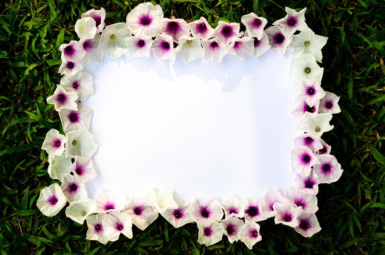 florescendo flores de glória da manhã definido como quadro em papel branco com fundo de grama verde. foto