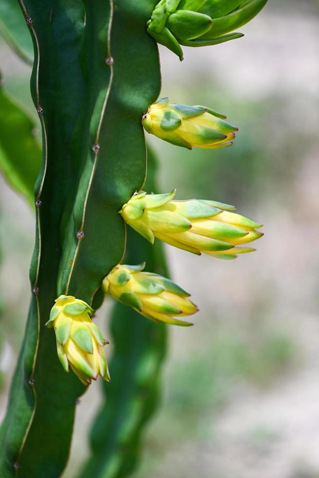 flor em botão fruta do dragão na árvore da fruta do dragão na fazenda agrícola na ásia, fruta do dragão da plantação de pitahaya na tailândia no verão foto