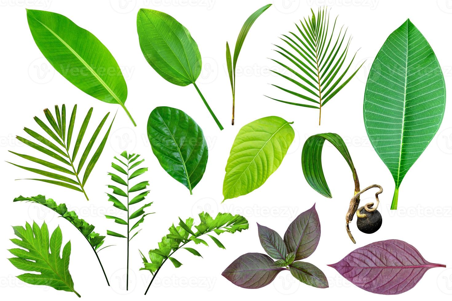 coleção de vários padrões de folhas verdes para o conceito de natureza, conjunto de folhas tropicais isoladas em fundo branco foto