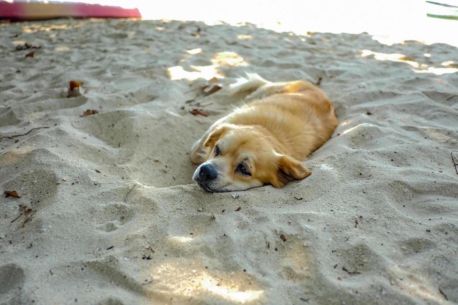 lindo cachorro parece chato e boceja na praia em koh mak island trat tailândia foto