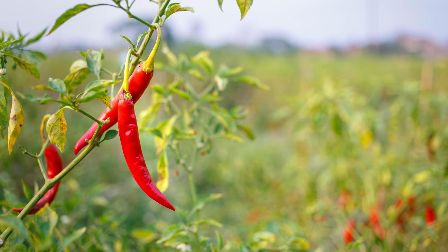 pimenta vermelha na fazenda foto