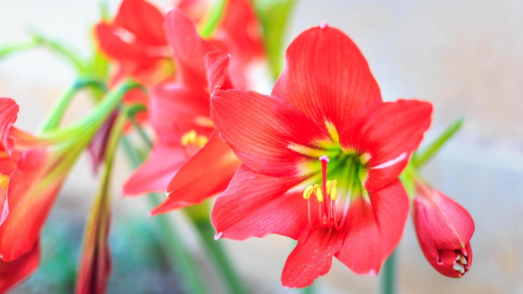 bela flor hippeastrum johnsonii ou flor vermelha foto