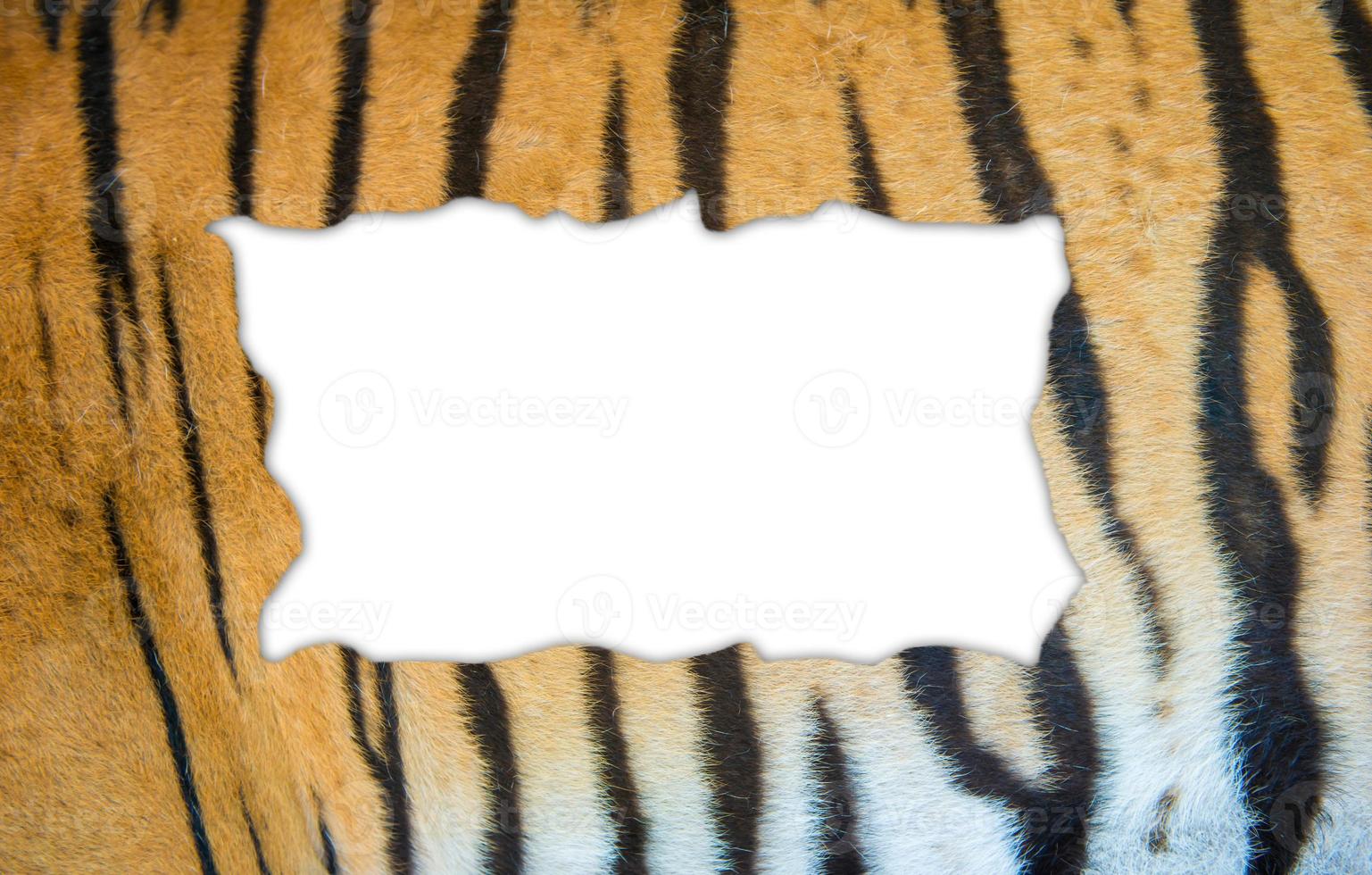 pele de tigre em fundo branco foto