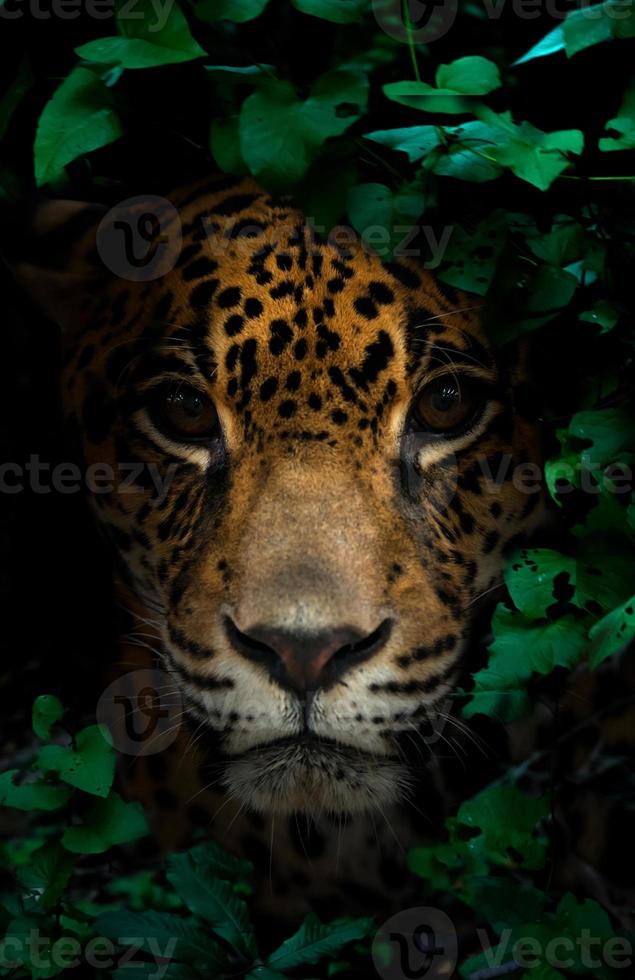 jaguar na floresta tropical à noite foto