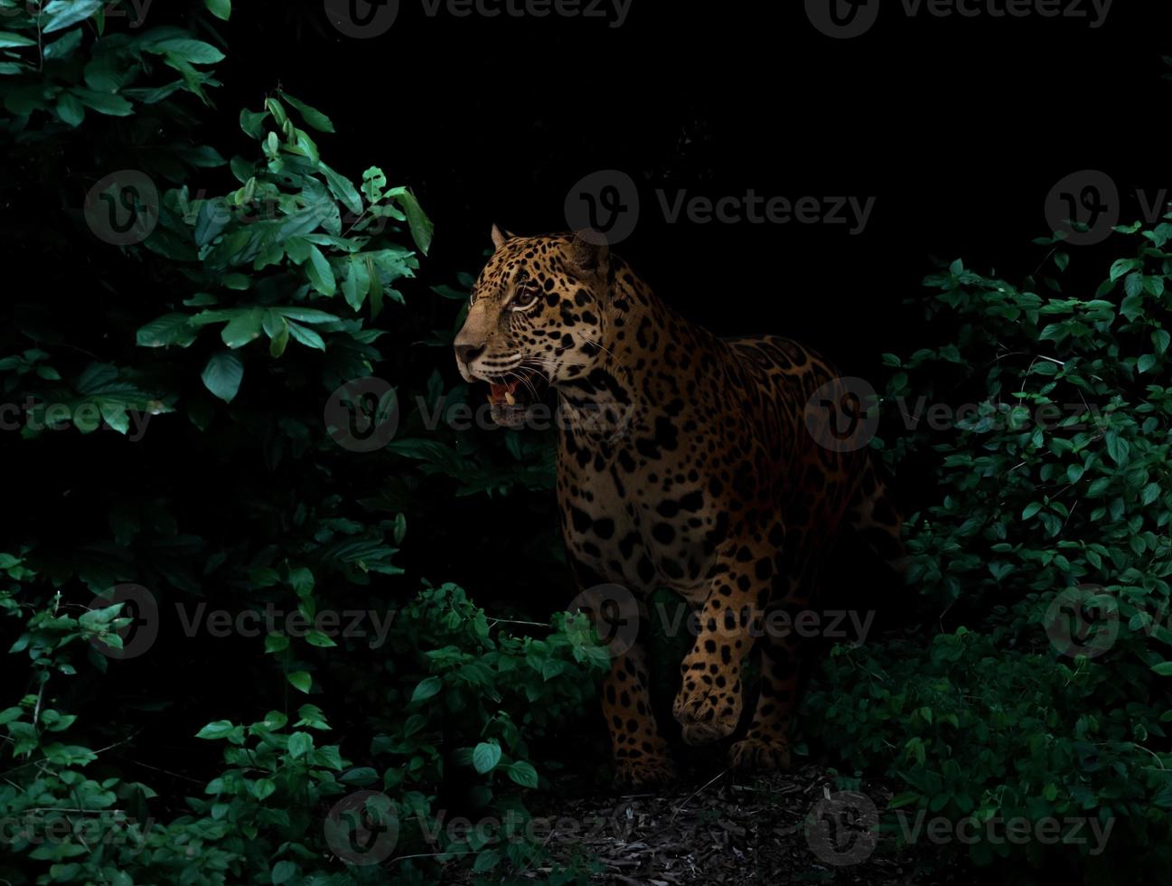 jaguar na floresta tropical à noite foto