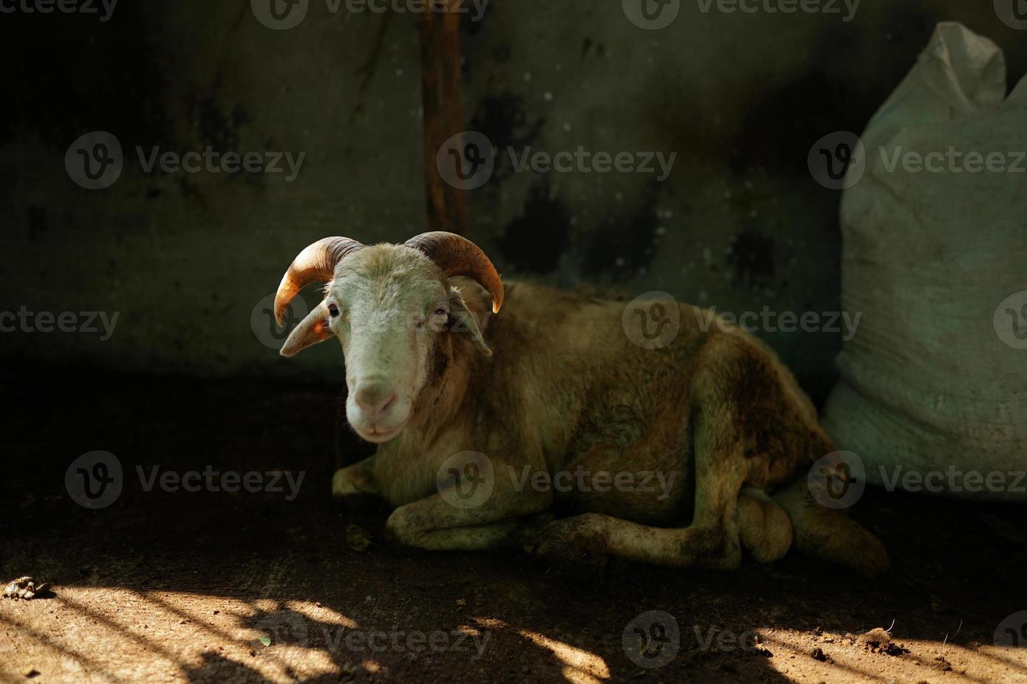 a festa de qurban, cabras para o abate de sacrifícios como um culto muçulmano foto