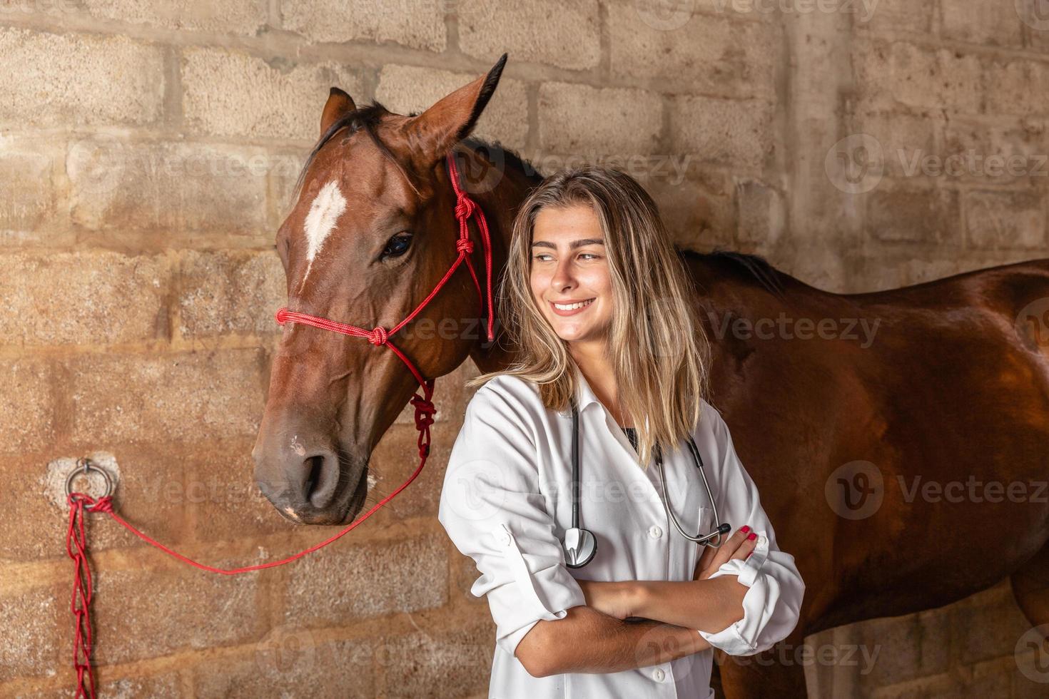 veterinário examinando cavalo. foto