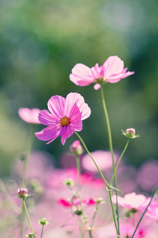 primavera cosmos flor rosa florescendo no fundo do campo colorido do jardim foto