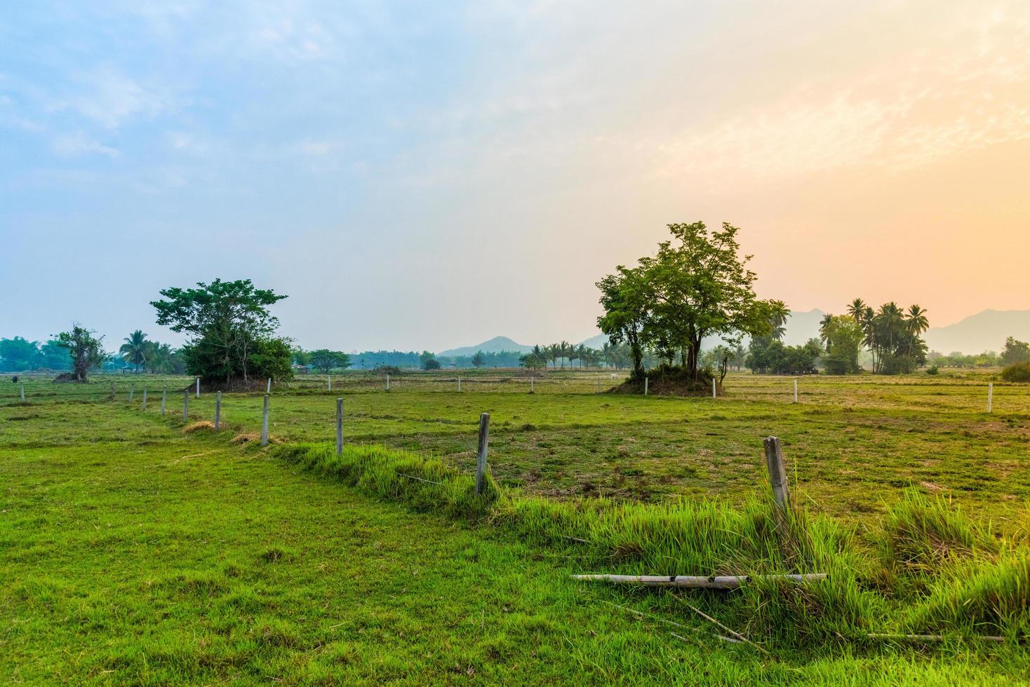 campo de paisagem rural e prado do nascer do sol com agricultura de fazenda de árvores foto