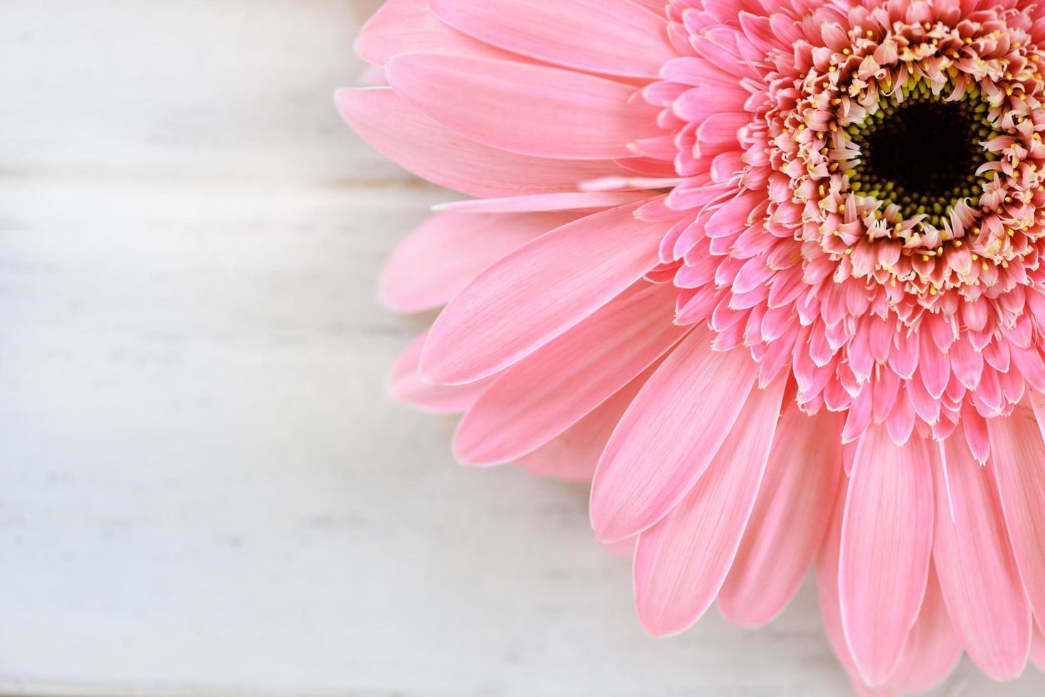 margarida gerbera de flor rosa suave no fundo da mesa branca foto