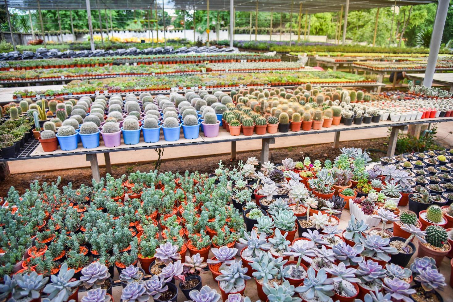 cacto em viveiro de vasos e plantas suculentas vários tipos mistura de conjunto de coleção decorar foto