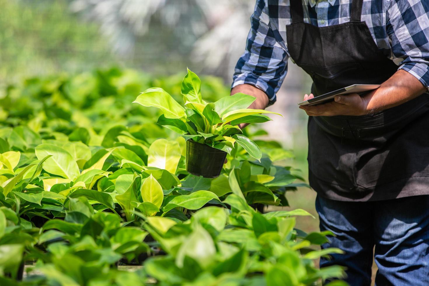 jardineiros trabalham nas plantas na estufa e fazem anotações no tablet. ideia de negócio de pequenas flores de primavera e verão foto