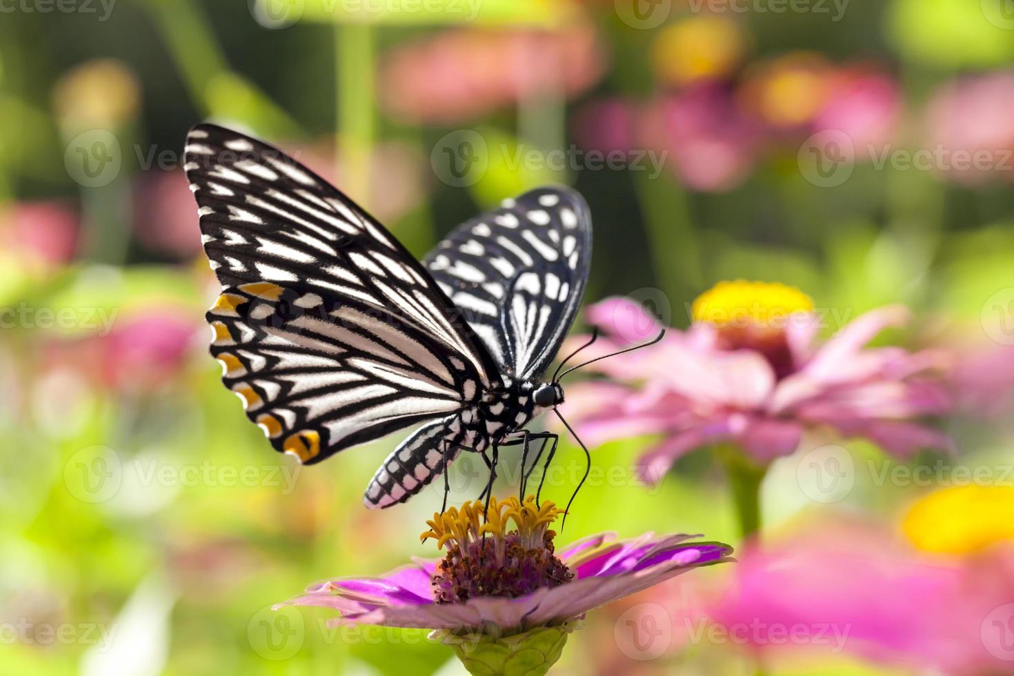 borboleta em flor foto
