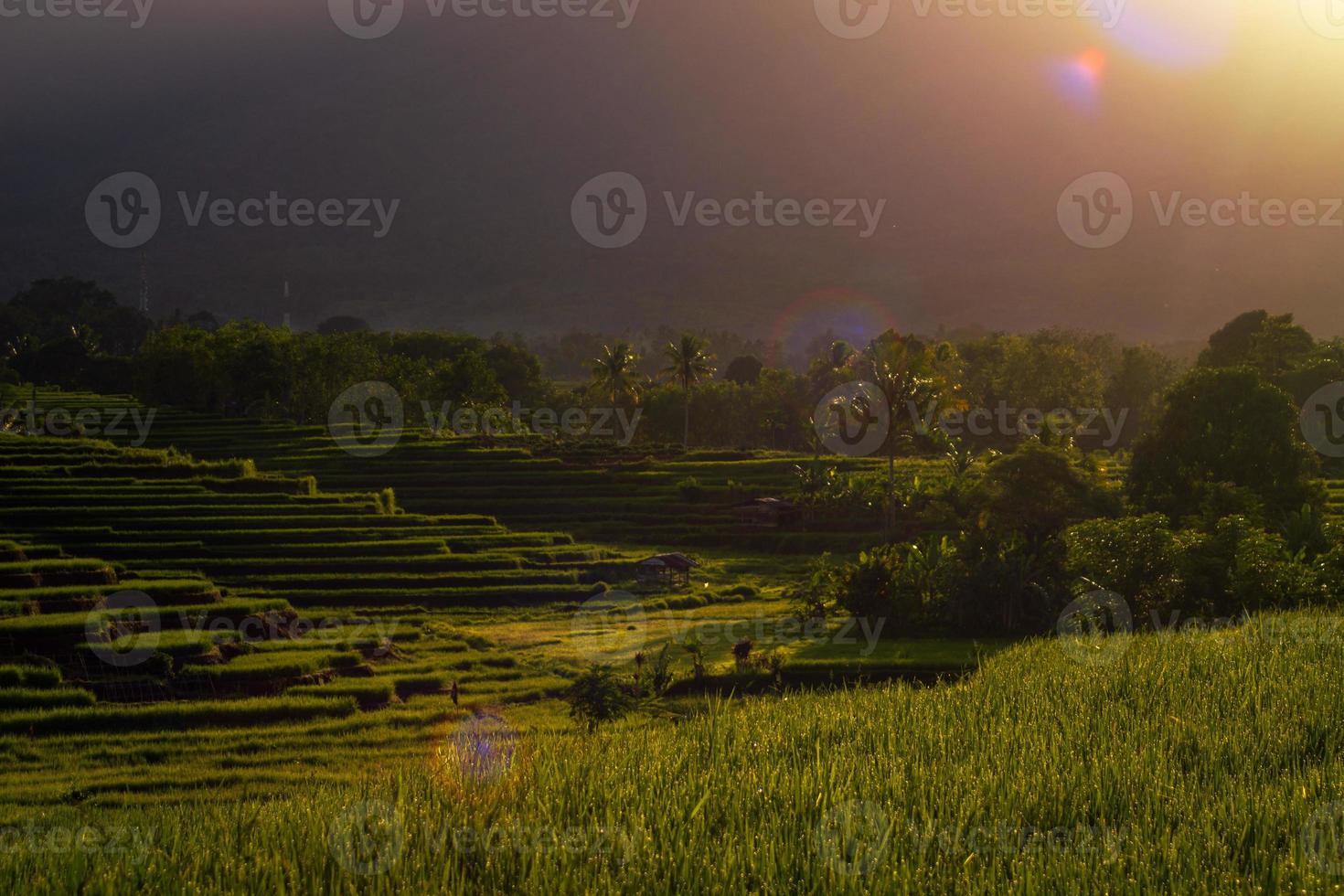 panorama da beleza natural da Ásia. a vista dos campos de arroz no belo nascer do sol foto