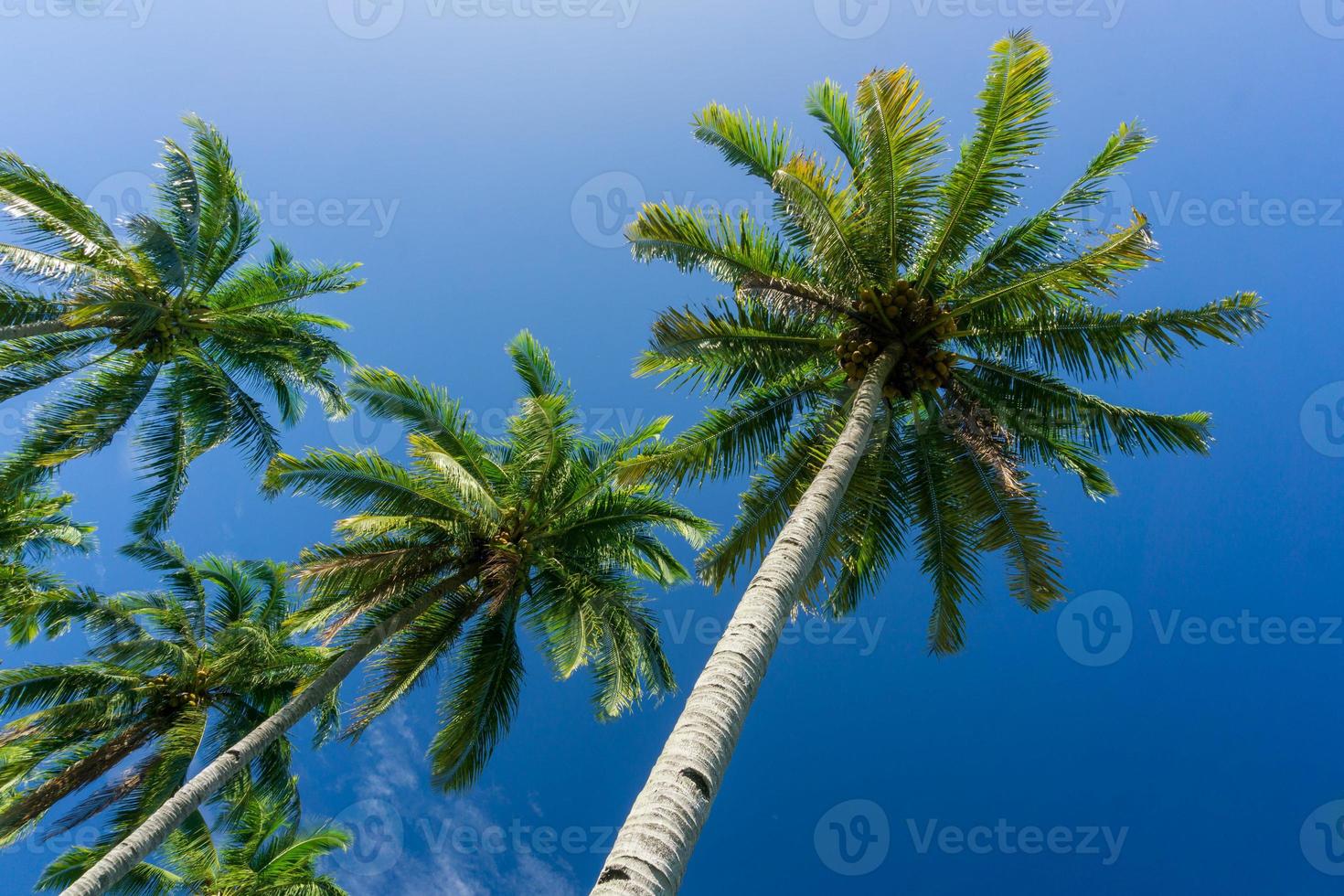 bela vista da manhã na Indonésia. coqueiros alinhados sob o céu azul foto