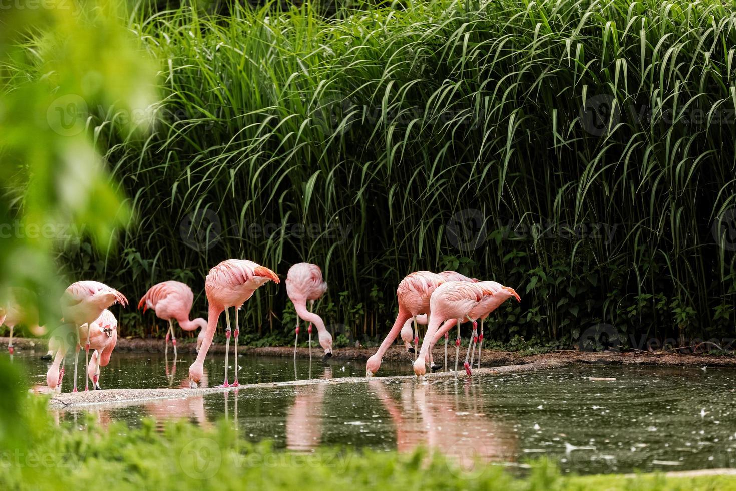 rosa pássaros grandes flamingos maiores, phoenicopterus ruber, na água. penas de limpeza de flamingos. cena de animais selvagens da natureza. foto