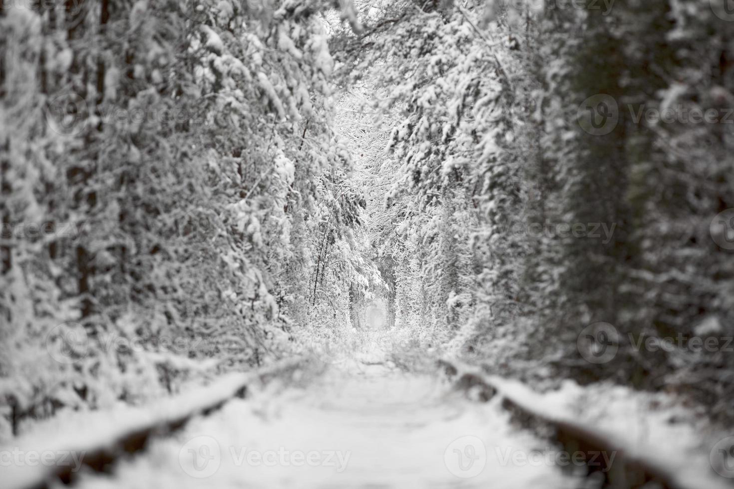 inverno no túnel natural do amor com estrada ferroviária. Klevan, Ucrânia. pitoresca floresta congelada com abetos e pinheiros cobertos de neve. floresta de inverno. . foto de alta qualidade