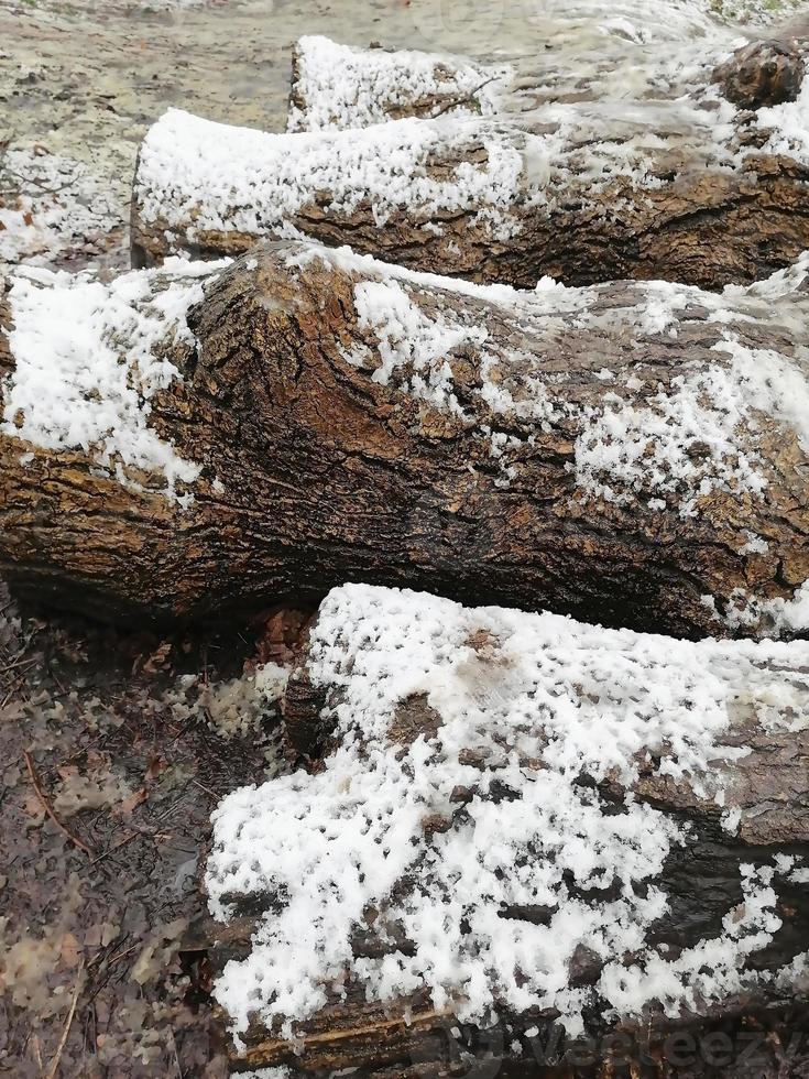pedaços de árvore cobertos de neve foto