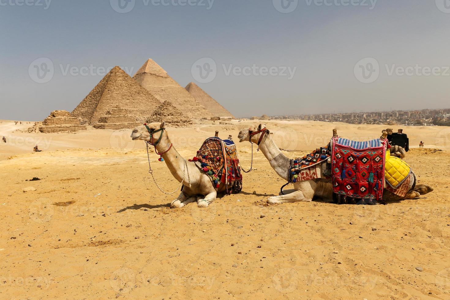 camelos no complexo da pirâmide de gizé, cairo, egito foto