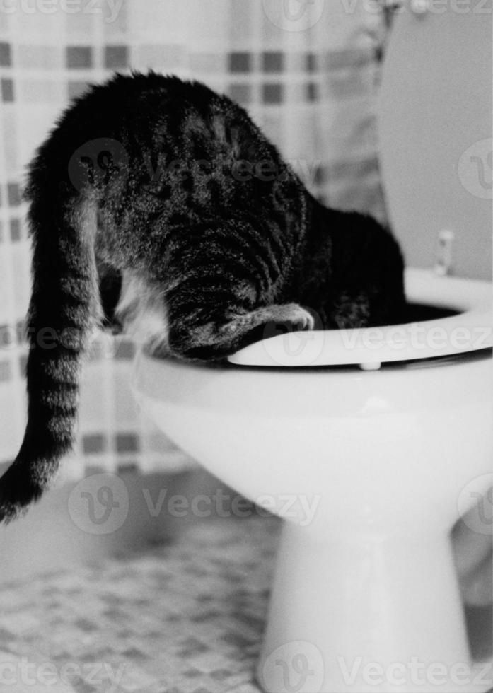 gato bebendo no banheiro foto