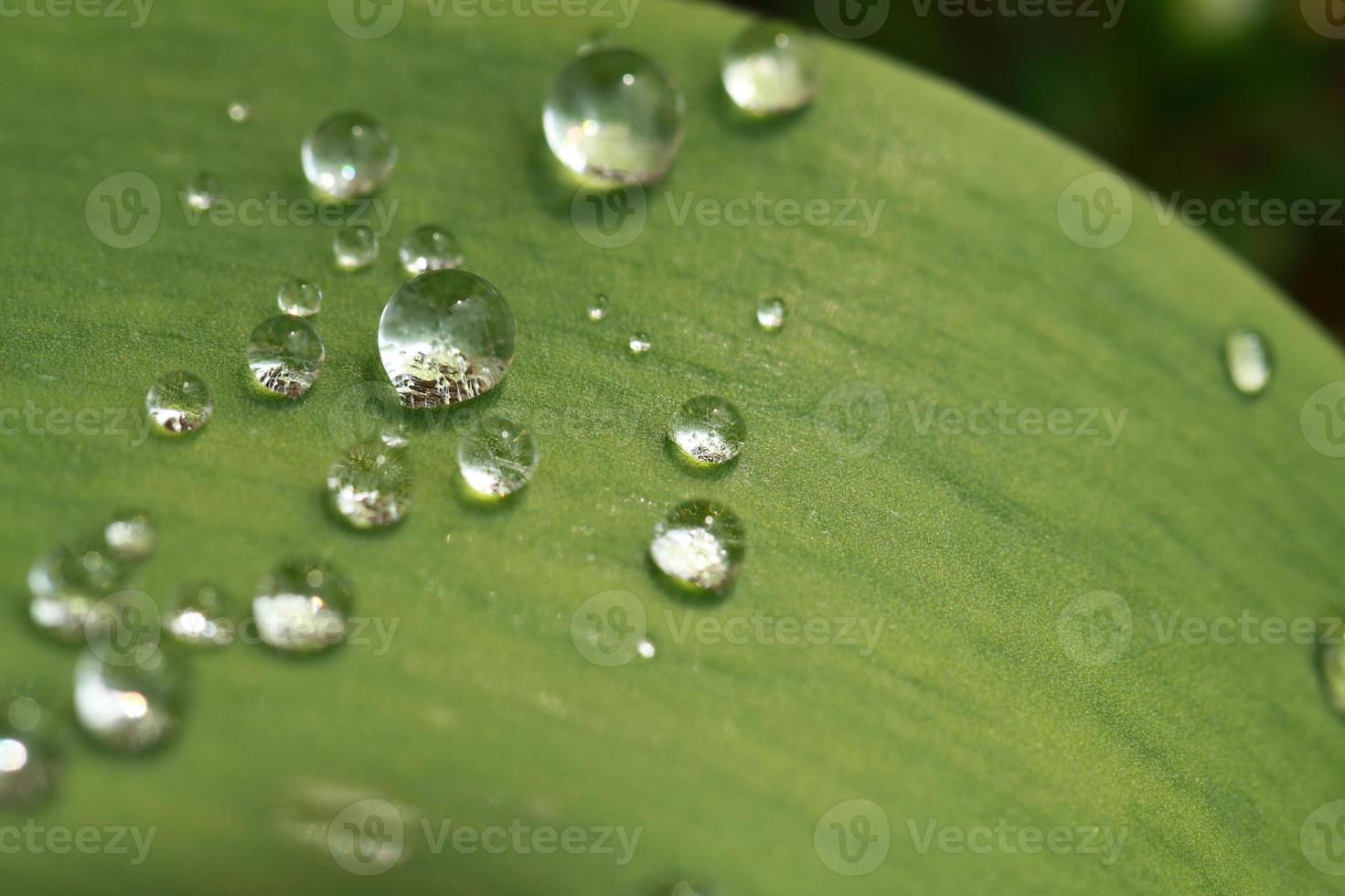 folha verde com gotas de água foto